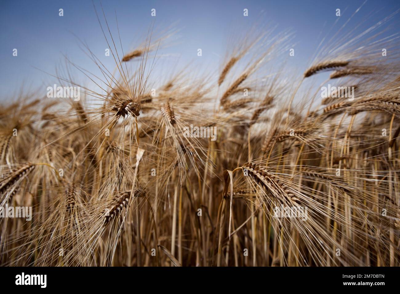 Ein Feld von Gerste in der britischen Landschaft Reifung in der Sommersonne ist die ceral Ernte fast reif für die Ernte, wie es unter einen Sonnenuntergang in der Abenddämmerung sitzt. Stockfoto