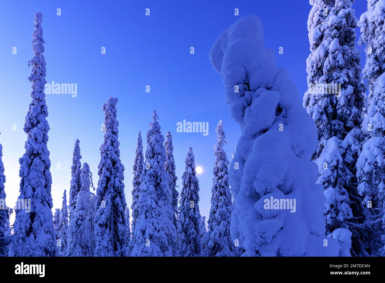 Blaue Dämmerung über dem gefrorenen verschneiten Wald im Winter, Riisitunturi Nationalpark, Posio, Lappland, Finnland Stockfoto
