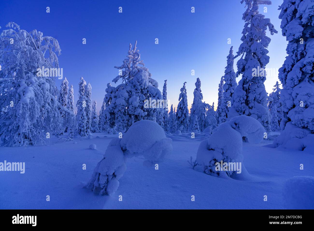 Gefrorene verschneite Bäume in der Winterlandschaft des finnischen Lapplands in der Dämmerung Stockfoto