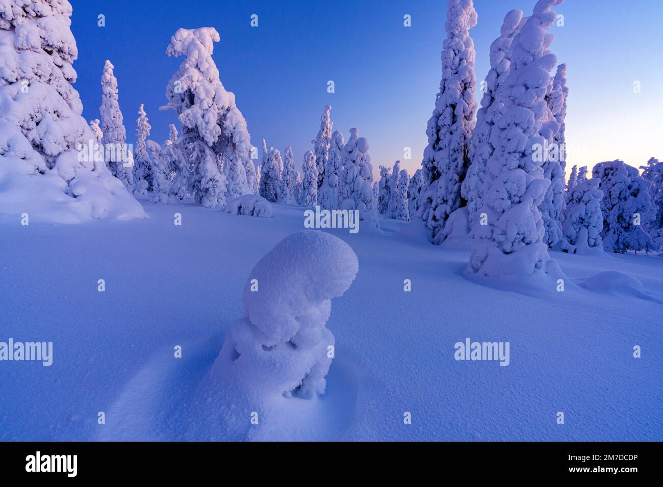 Gefrorene verschneite Bäume in der Winterlandschaft des finnischen Lapplands Stockfoto
