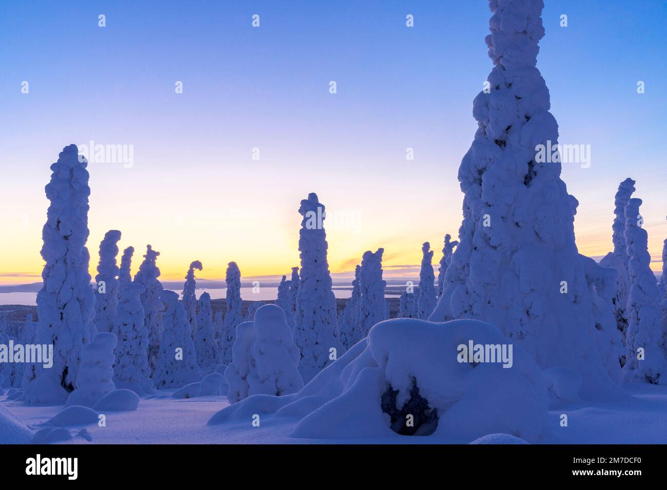 Verschneite gefrorene Bäume, die während der blauen Stunde vom bunten Himmel erleuchtet werden, Riisitunturi-Nationalpark, Posio, Lappland, Finnland Stockfoto