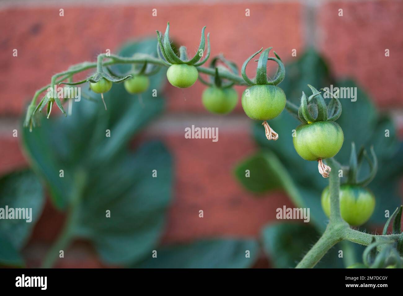 Freesh grüne Tomaten auf der Rebe. Stockfoto