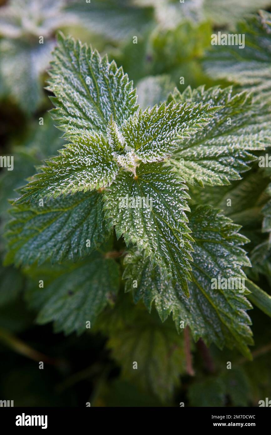 Eine junge Nesselpflanze oder eine Stechnesselpflanze wird oft als Unkraut betrachtet, das im ersten leichten Herbstfrost bedeckt ist. Stockfoto