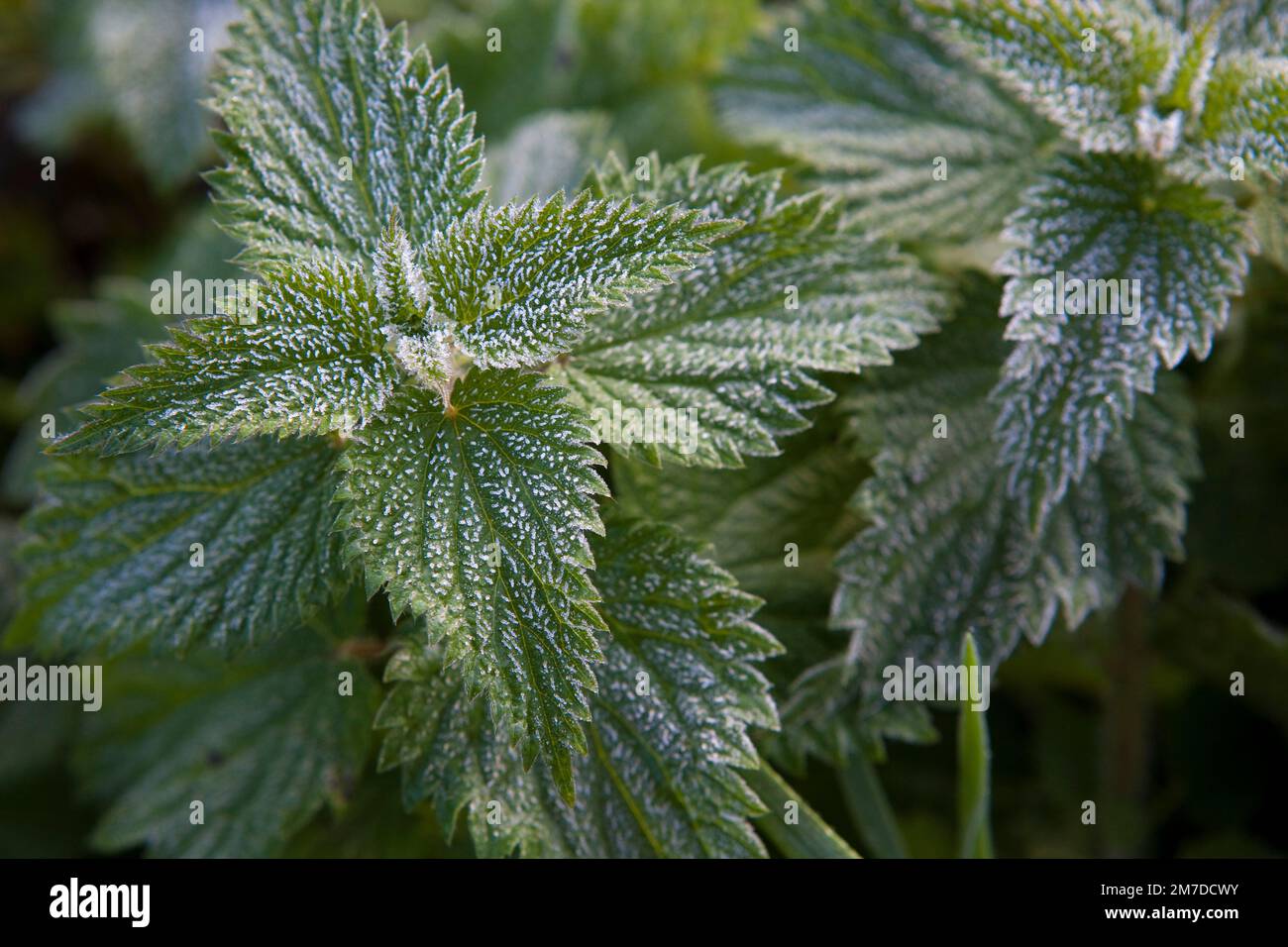 Eine junge Nesselpflanze oder eine Stechnesselpflanze wird oft als Unkraut betrachtet, das im ersten leichten Herbstfrost bedeckt ist. Stockfoto