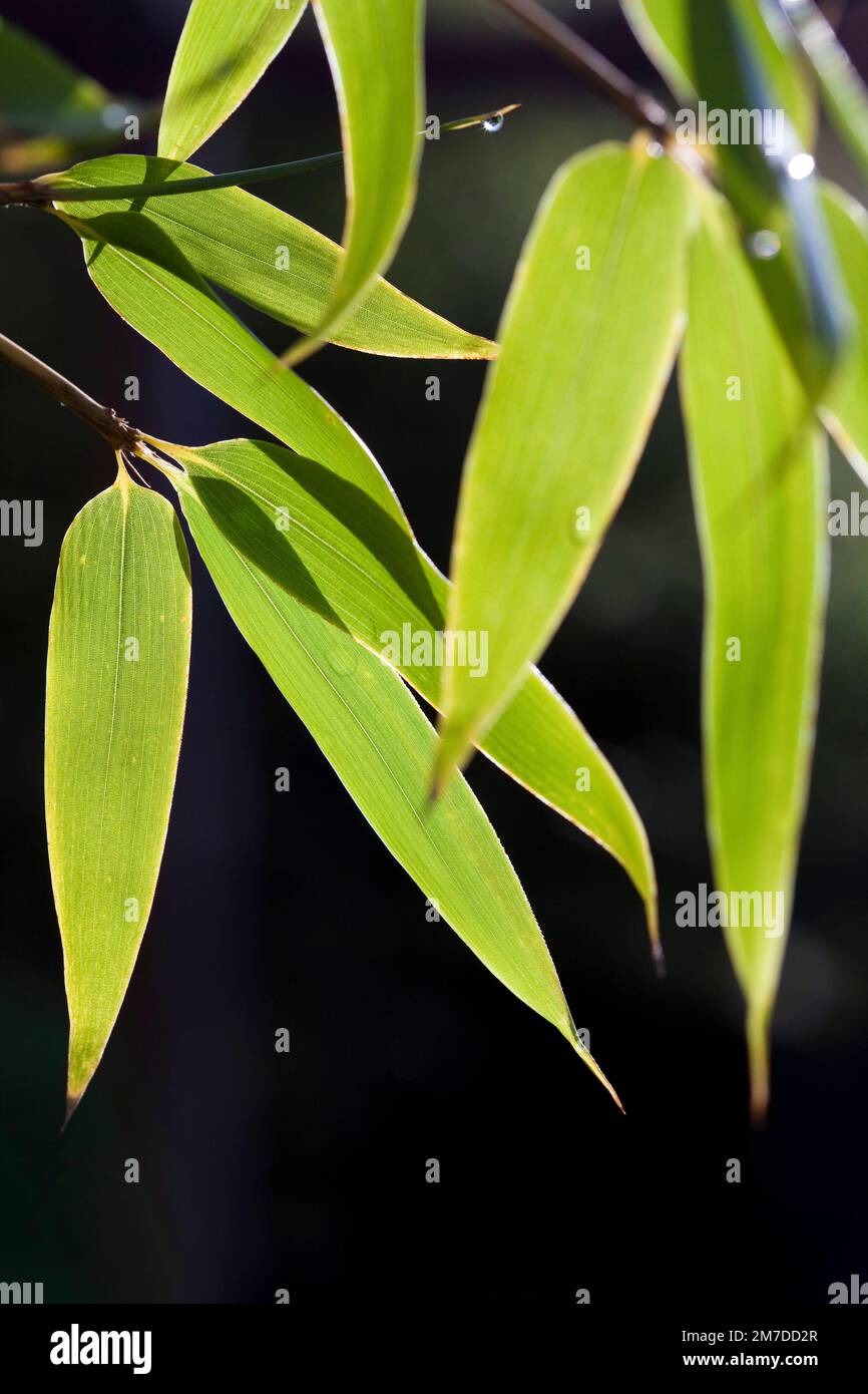 Deatil der Blätter des schwarzen Bambus, Phyllostachys Nigra, beleuchtet von hinten im frühen Morgensonnenlicht. Stockfoto