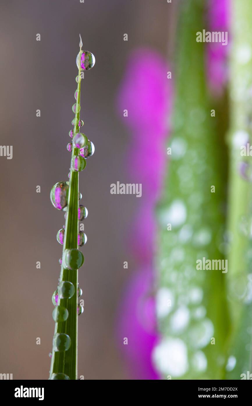 Winzige Tropfen Morgentau sitzen am frühen Morgen auf einer leuchtend rosa Gladioli Blume. Stockfoto