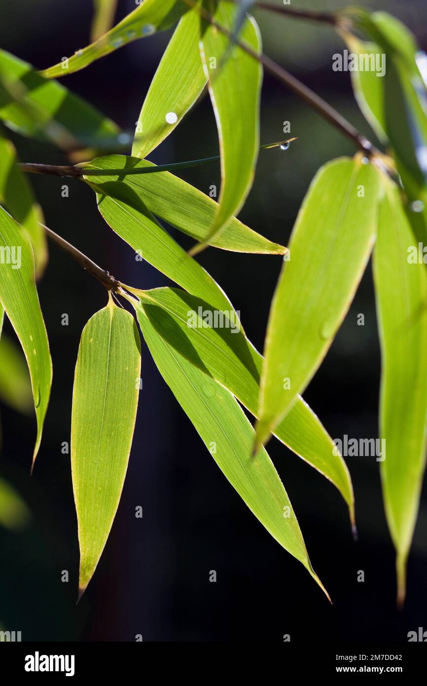 Deatil der Blätter des schwarzen Bambus, Phyllostachys Nigra, beleuchtet von hinten im frühen Morgensonnenlicht. Stockfoto