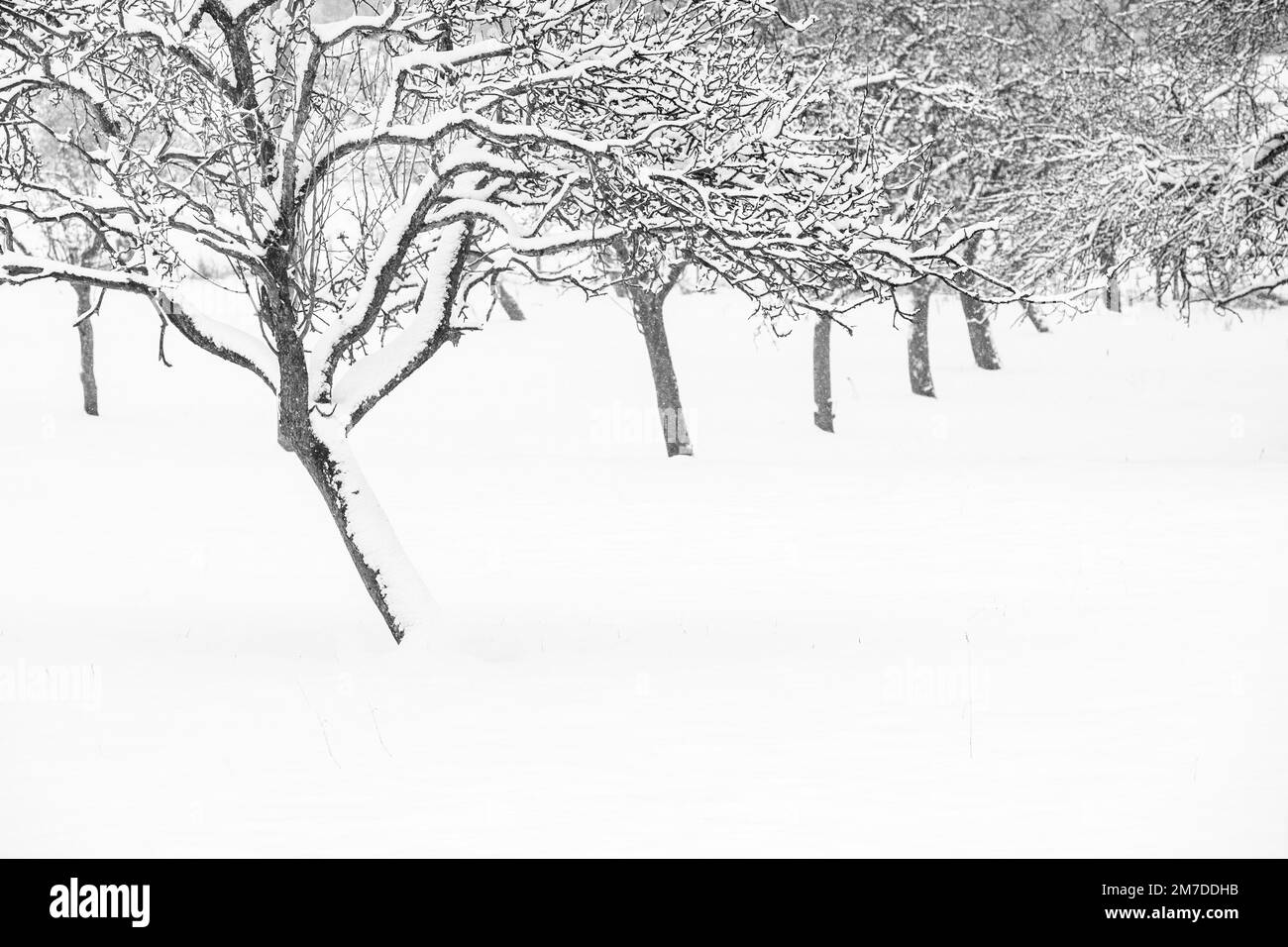 Bäume fallen in eine schwere Schicht Schnee während des Winters im Vereinigten Königreich. Stockfoto