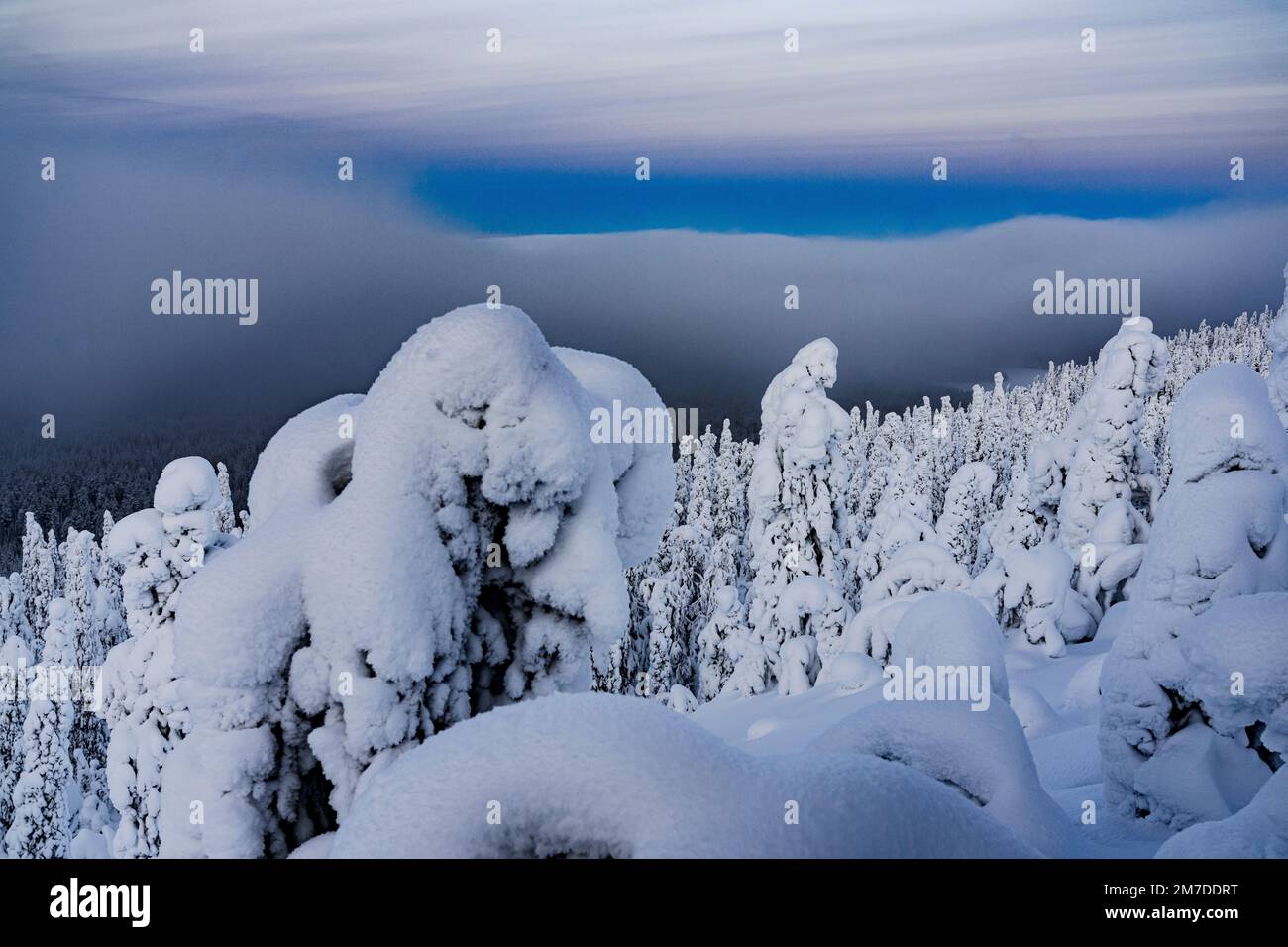 Gefrorene Fichtenbäume bedeckt mit Schnee unter dem wolkigen Himmel in der Dämmerung, Oulanka-Nationalpark, Ruka Kuusamo, Lappland, Finnland Stockfoto