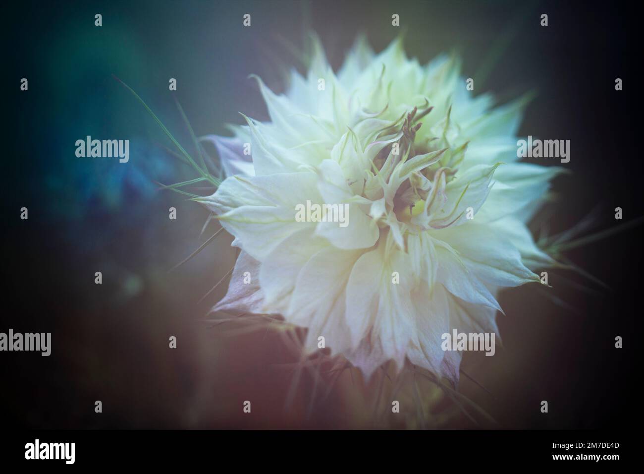 Kreative, künstlerische Blüte Porträt in soft-Fokus fast abstrakte Darstellung des Werks zu schaffen. Stockfoto