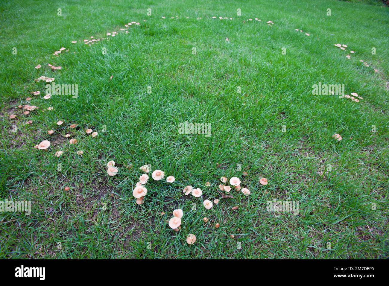 Ein kleiner Feenring aus Pilzen oder Kehlstühlen auf einem Feld im Vereinigten Königreich. Stockfoto