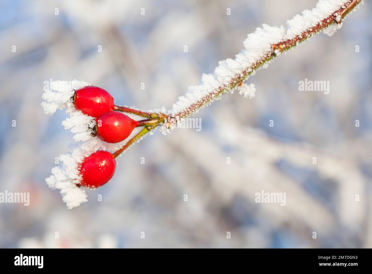 Leuchtend rote Hagebutten Beeren in der britischen Landschaft in eine harte Reim oder Raureif in die Hecken in den Tiefen des britischen Winter abgedeckt. Stockfoto