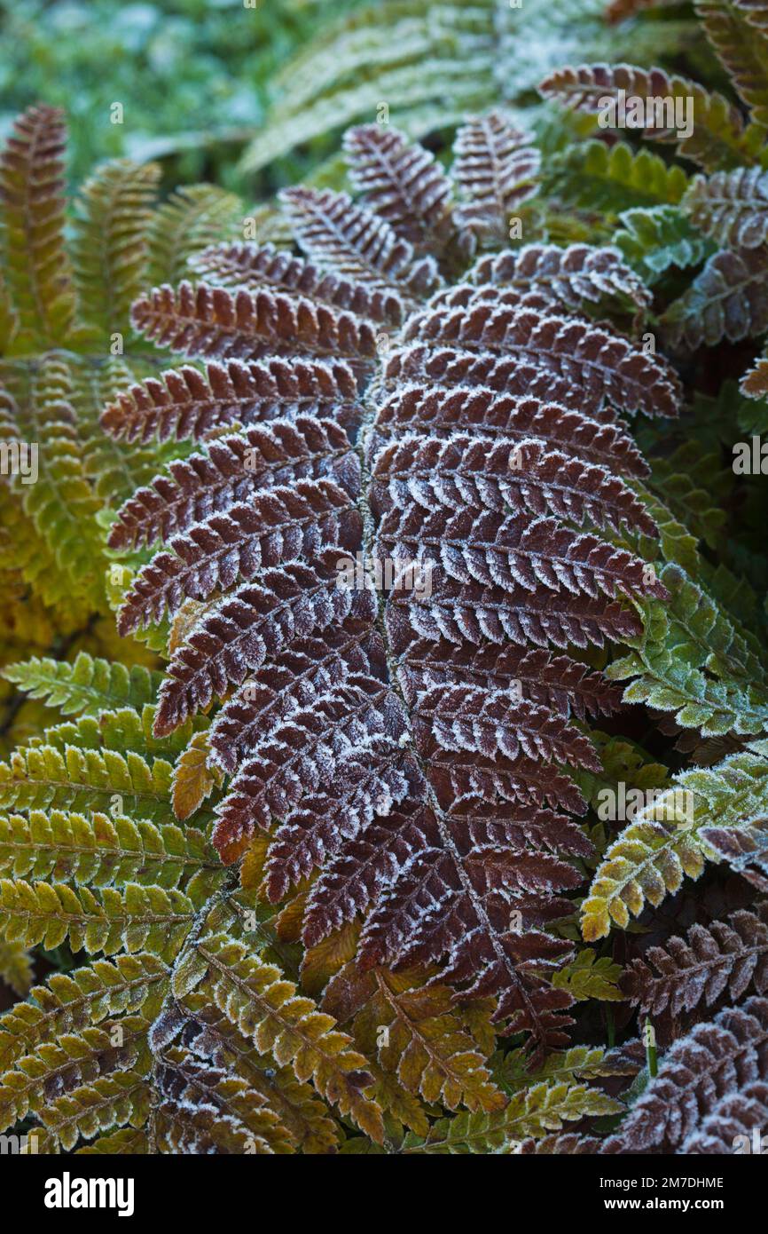 Frostkantenfarnblätter erzeugen Muster über die Fronds in Grün, Braun und Weiß. Stockfoto