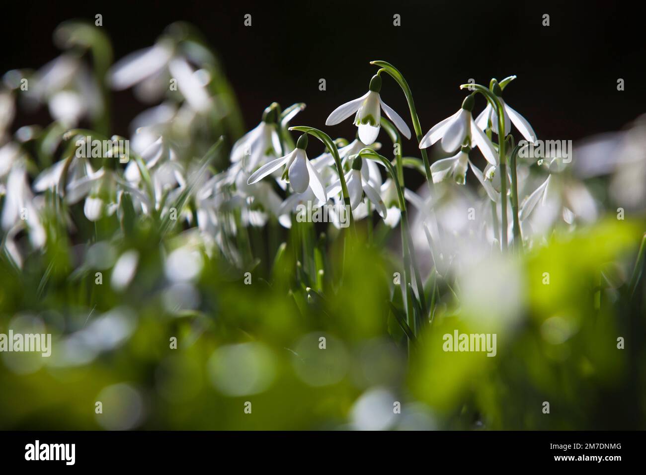 Winzige Schneeglöckchen Blüten winken in die Brise an einem sonnigen Februartag in Somerset, Großbritannien. Stockfoto