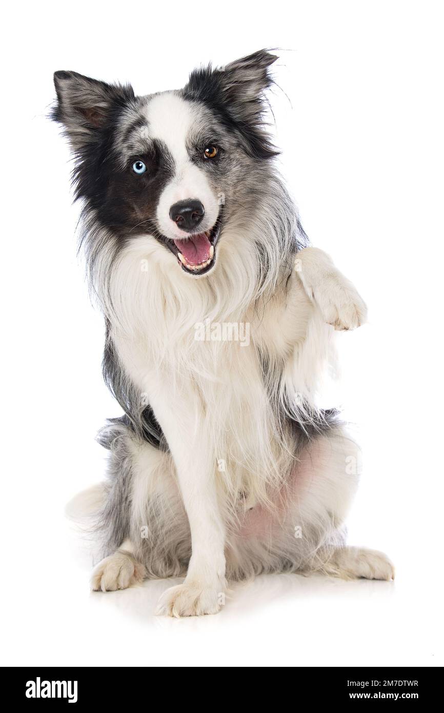 Border Collie Hund isoliert auf weißem Hintergrund Stockfoto