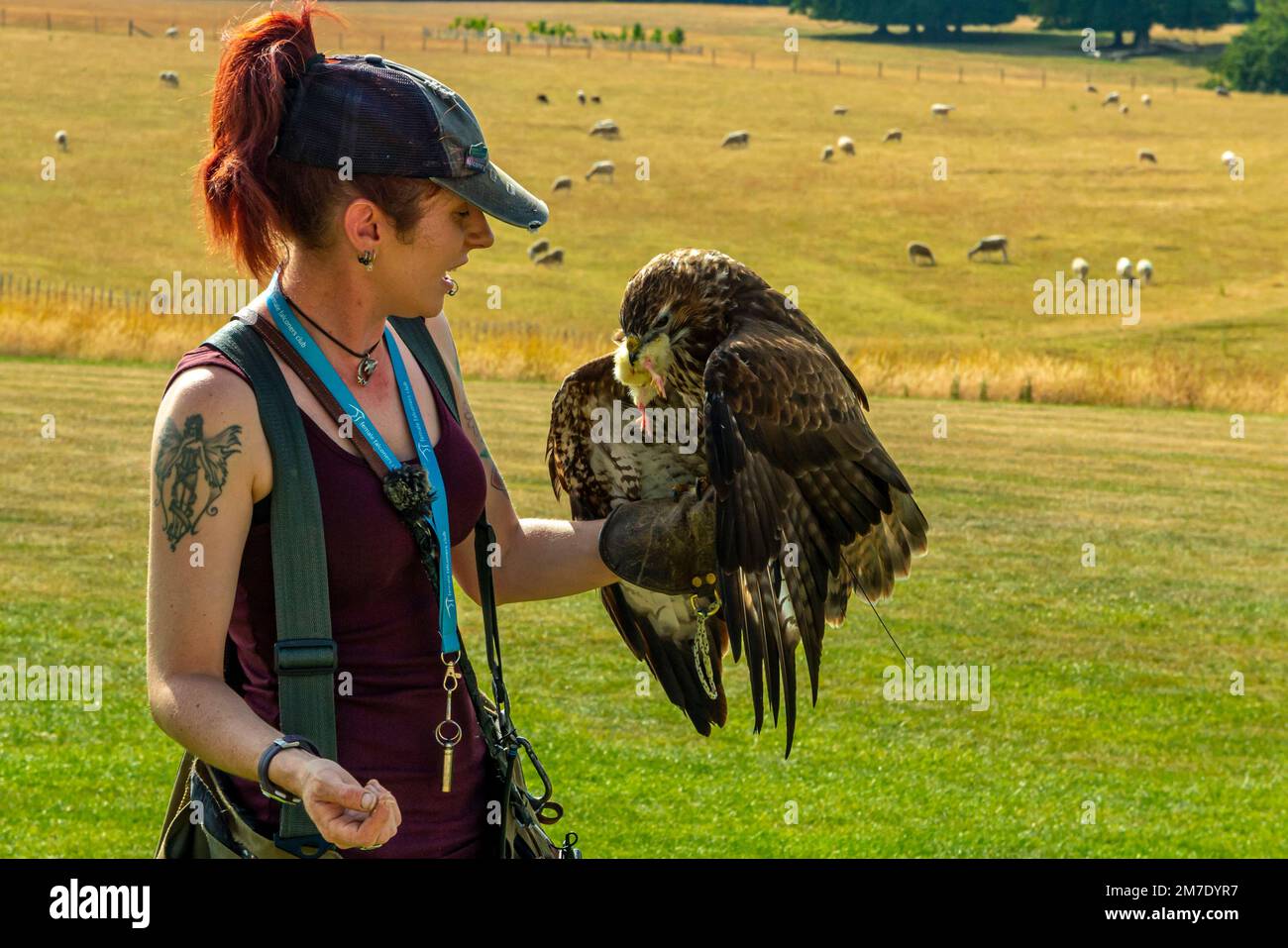 Falknerei-Demonstration im National Centre for Birds of Prey auf dem Duncombe Estate in Helmsley in North Yorkshire, England. Stockfoto