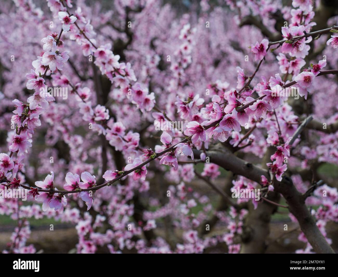 Weiße und rosa Blumen, die im Frühling geboren werden, neue Triebe der Bäume Stockfoto