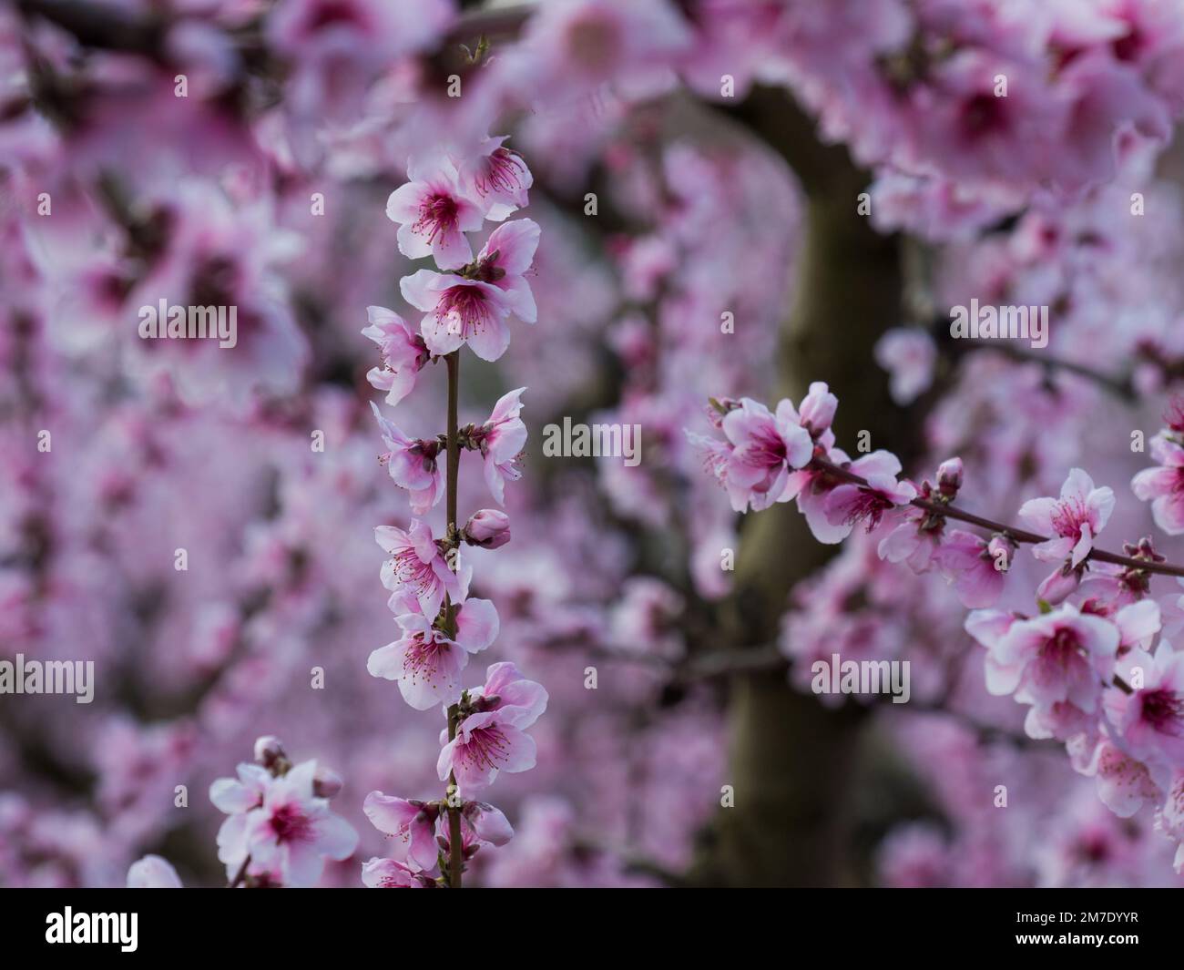 Weiße und rosa Blumen, die im Frühling geboren werden, neue Triebe der Bäume Stockfoto