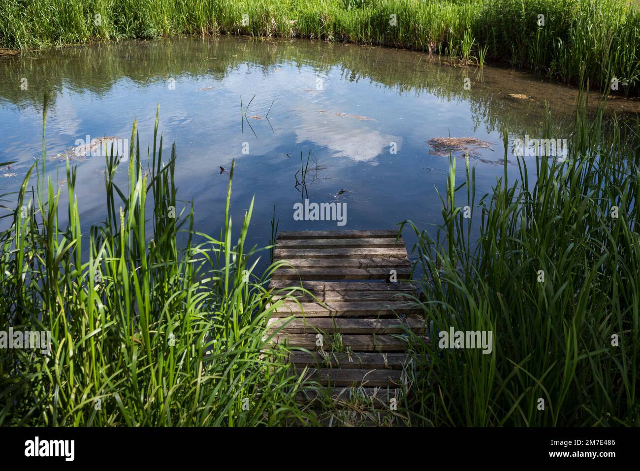 Ruhiger Fluss oder Teich mit Holzsteg und Schilf. Stockfoto