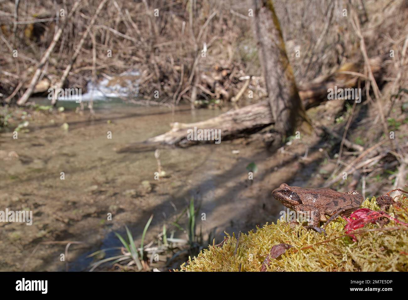 Rana appenninica (rana italica) Rotfrosch Italienischer Wasserfrosch Stockfoto