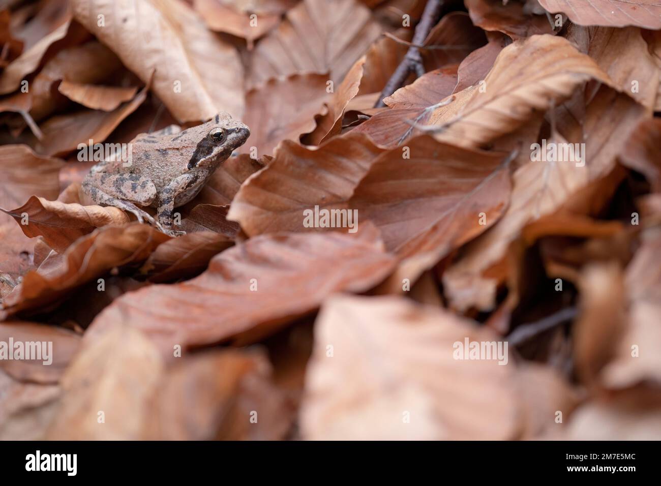 Rana appenninica (rana italica) Rotfrosch Italienischer Wasserfrosch Stockfoto