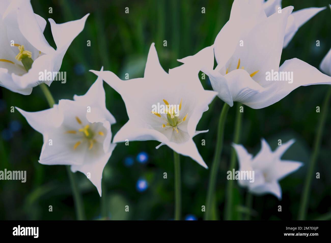 Weiße Tulpenblüten blühen im Garten in Großbritannien. Stockfoto