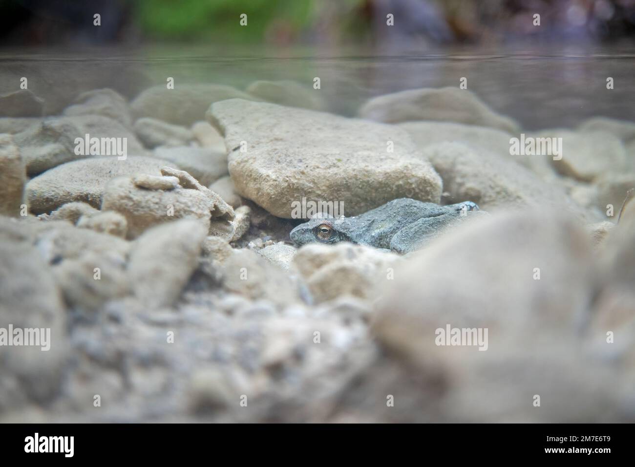 Rana appenninica (rana italica) Rotfrosch Italienischer Wasserfrosch Stockfoto