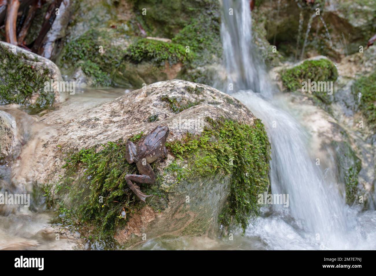 Rana appenninica (rana italica) Rotfrosch Italienischer Wasserfrosch Stockfoto