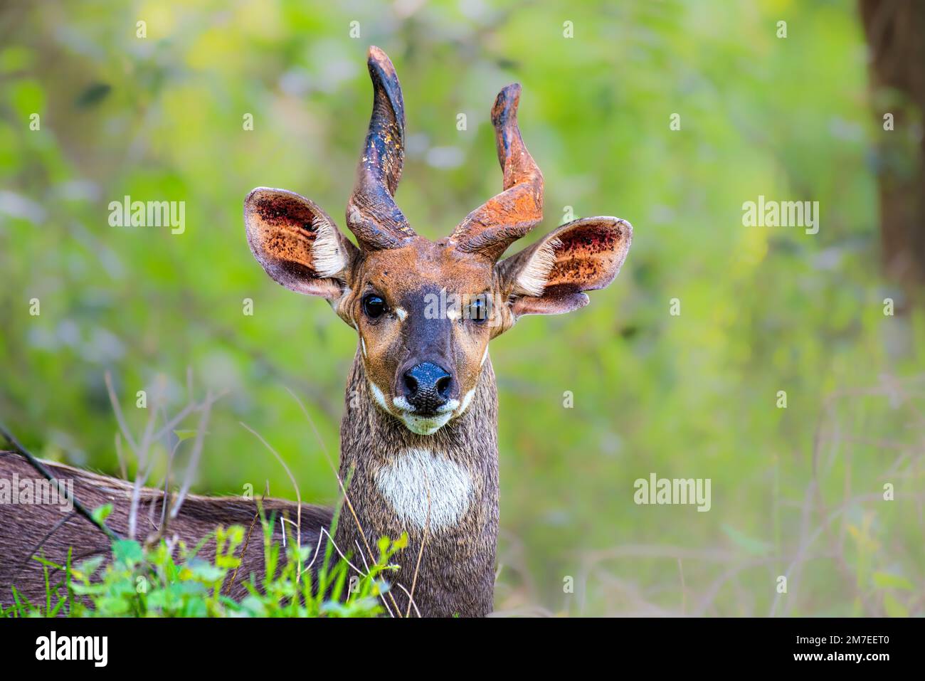 Nahaufnahme einer wunderschönen Antilope mit gebogenen Hörnern in der Natur Stockfoto