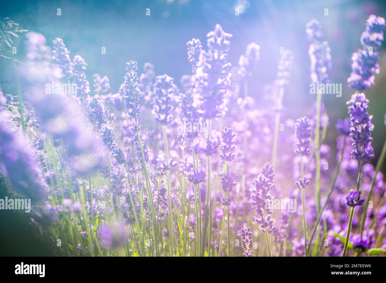 Ein Lavendel-Busch mit Sonnenschein, der abstrakte Muster über den Blumen erzeugt. Stockfoto