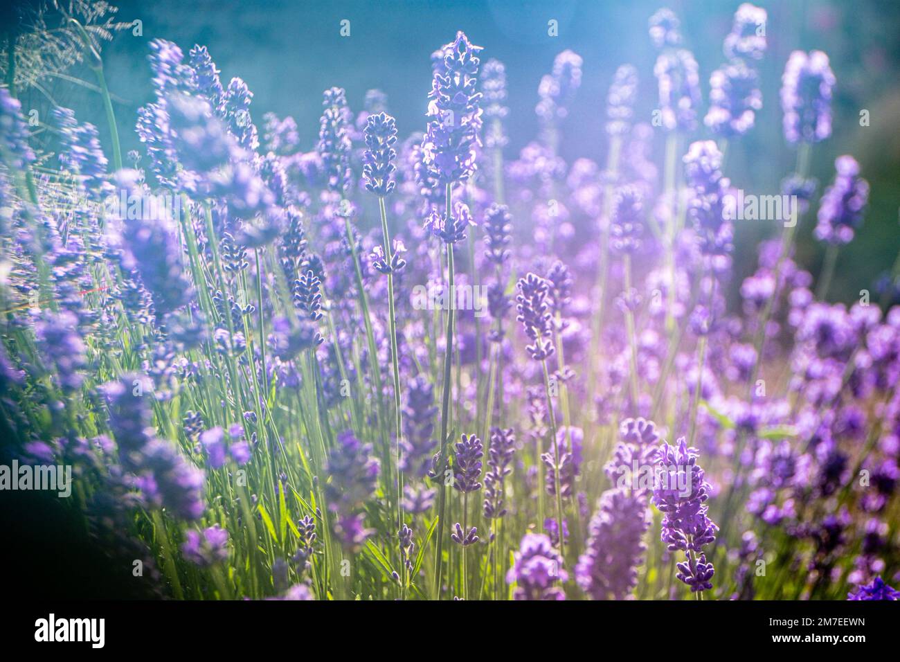 Ein Lavendel-Busch mit Sonnenschein, der abstrakte Muster über den Blumen erzeugt. Stockfoto