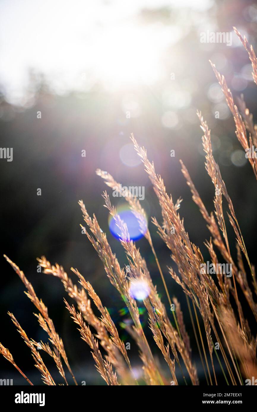 Zarte Ziergräser, die von der hellen untergehenden Sonne beleuchtet werden. Stockfoto