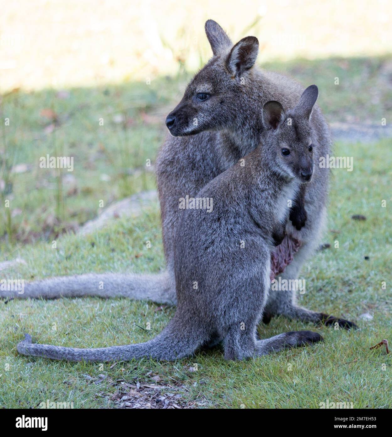 Süßes Wallaby mit Baby Stockfoto