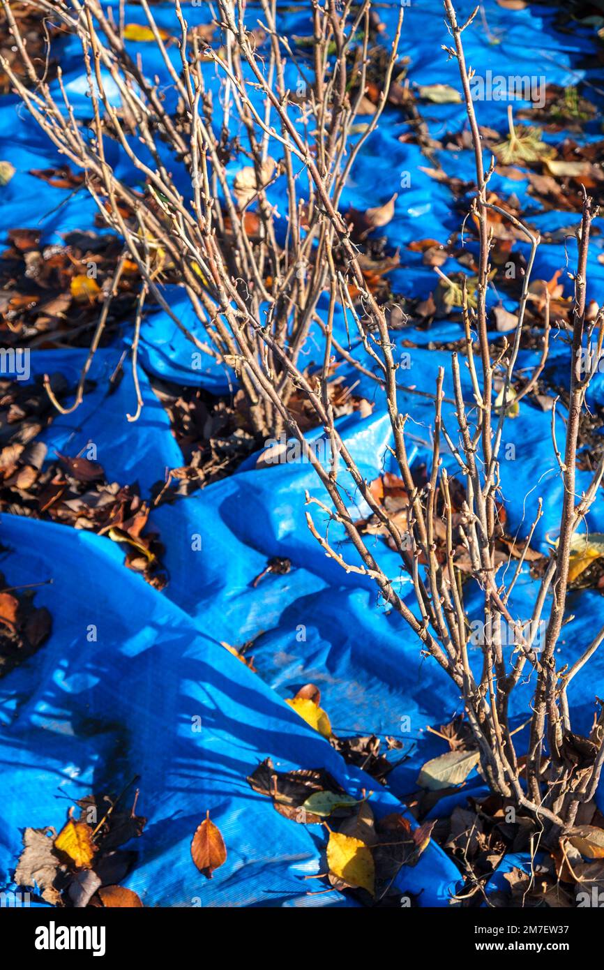 Kleine Obstbüsche ohne Blattwerk im Winter mit Wurzeln geschützt durch eine blaue Plastikfolie. Stockfoto