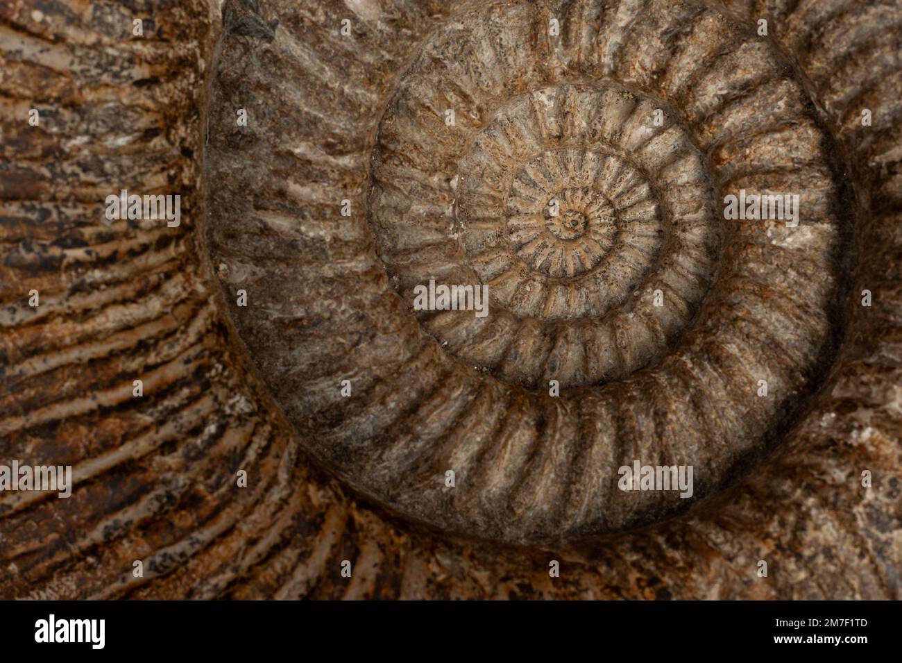 Ein Ammonitfossil, als Teil der „Feeling Good“ berührbaren Felsen und Mineralien im Museum of Natural History, Oxford. Stockfoto
