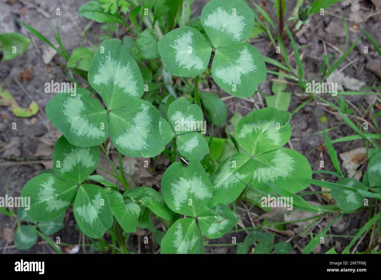 Trifolium repens, das Weißklee, auch bekannt als Niederländischer Klee, Ladinoklee oder Ladino, Niederländisch Stockfoto
