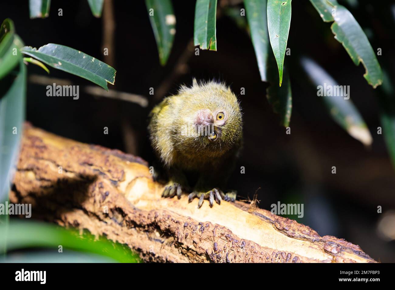 Westlicher Pygmäen-Murmeltier-Affe. Säugetiere und Säugetiere. Landwelt und Fauna. Tierwelt und Zoologie. Natur- und Tierfotografie. Stockfoto