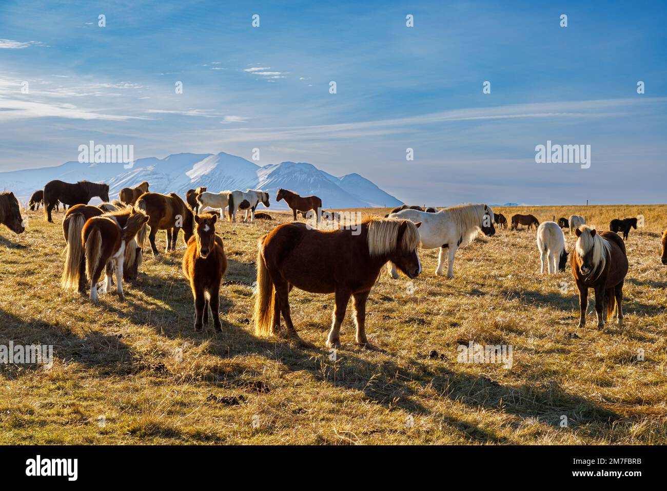 Herbstlandschaft von Weiden mit typisch isländischen Pferden im Norden Islands Stockfoto