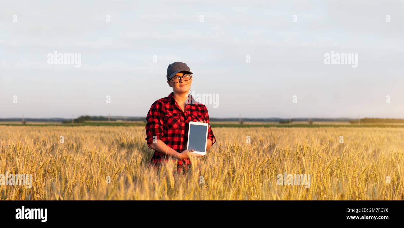 Eine Frau Bauer untersucht den Bereich der Getreide- und sendet die Daten an die Wolke aus der Tablette. Smart Farming und digitale Landwirtschaft. Stockfoto