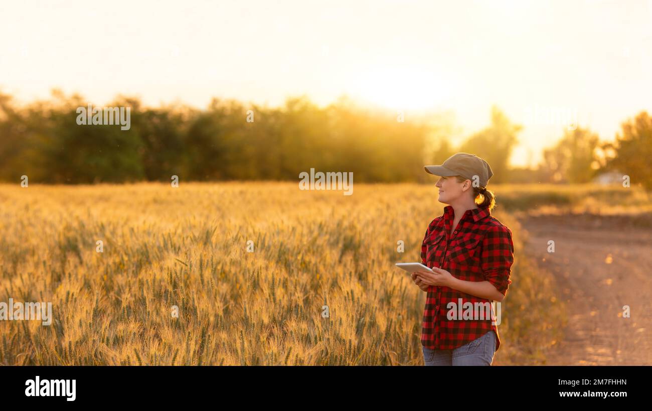 Eine Frau Bauer untersucht den Bereich der Getreide- und sendet die Daten an die Wolke aus der Tablette. Smart Farming und digitale Landwirtschaft. Stockfoto