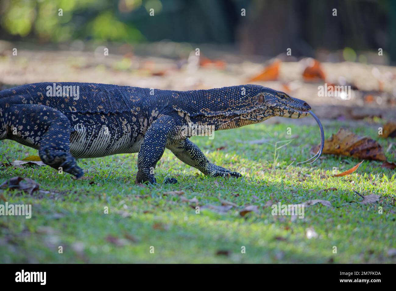Wasserüberwachung Erwachsene Eidechse varanus Salvator läuft auf Gras Sri Lanka Stockfoto