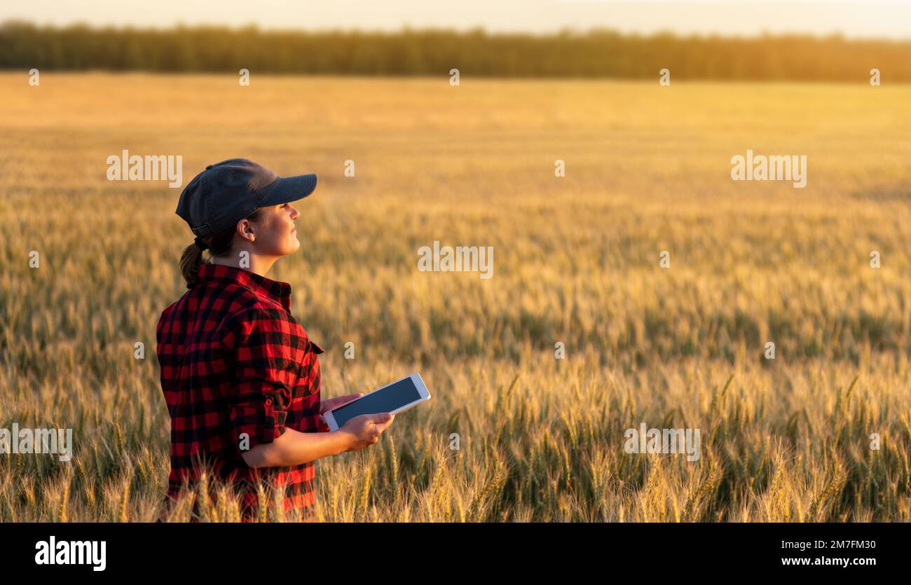 Eine Frau Bauer untersucht den Bereich der Getreide- und sendet die Daten an die Wolke aus der Tablette. Smart Farming und digitale Landwirtschaft. Stockfoto