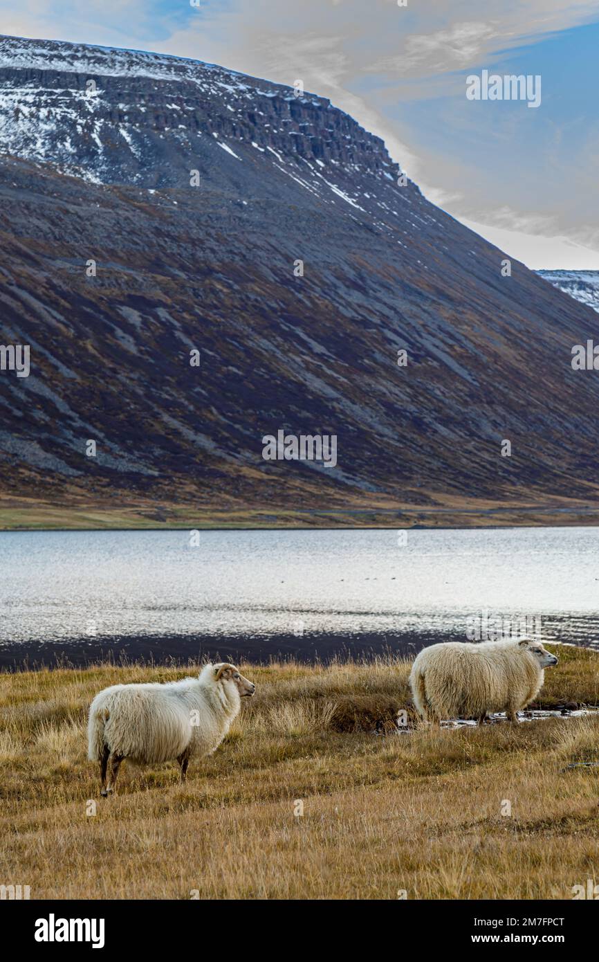 Abendliche Schafgrasen im Isafjardardjup Fjord in Nordisland Stockfoto