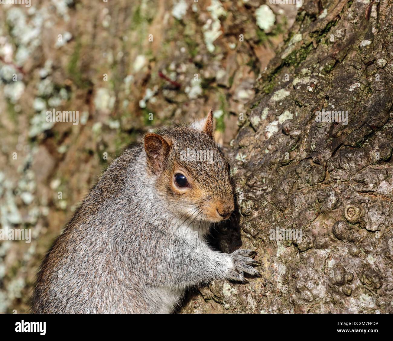 Der junge Grey Squirell klammert sich an einen Baumstamm im Devonport Park in Plymouth Devon. Diese süßen Kreaturen sind auf der Internationalen Vereinigung für Naturschutz Stockfoto