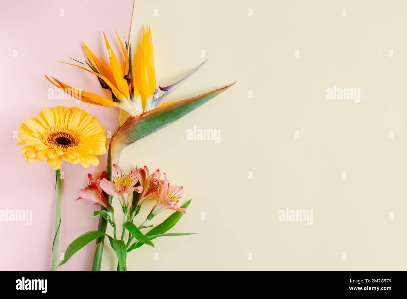 Wunderschöne Blumen (Alstroemeria, Gerbera und Strelitzia reginae) auf pinkfarbenem Pastellhintergrund. Platz für Text. Stockfoto
