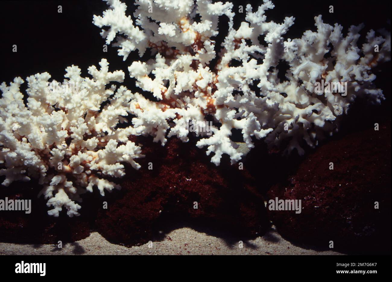 Orgelpfeifenkorallen (Tubipora musica) und Steinkorallenskelette für das Meeresaquarium ornement Stockfoto