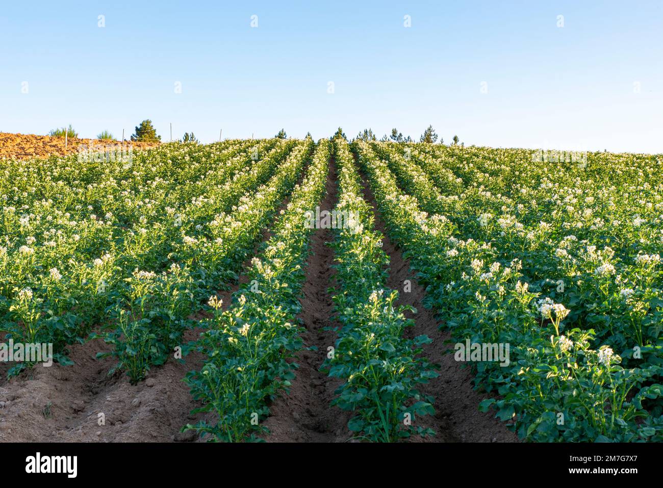 Coltivazione della patata IGP silana Stockfoto