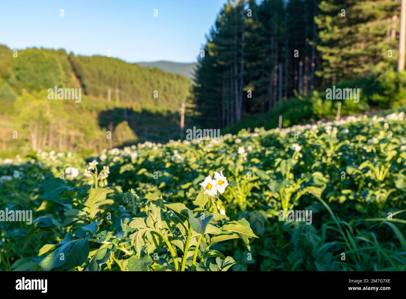 Coltivazione della patata IGP silana Stockfoto