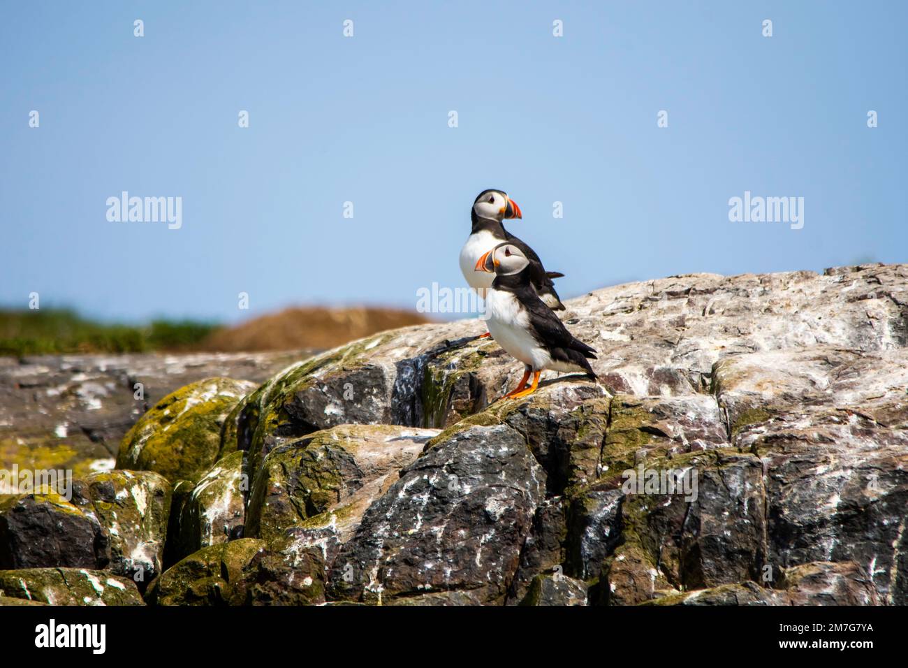 Zwei Papageientaucher (Fratercula Arctica) ruhen auf Felsen auf den Farne-Inseln Stockfoto