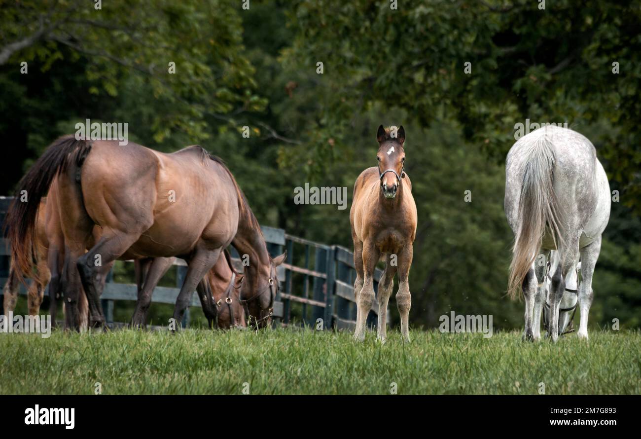 Pferde grasen auf einer Farm in Kentucky Stockfoto